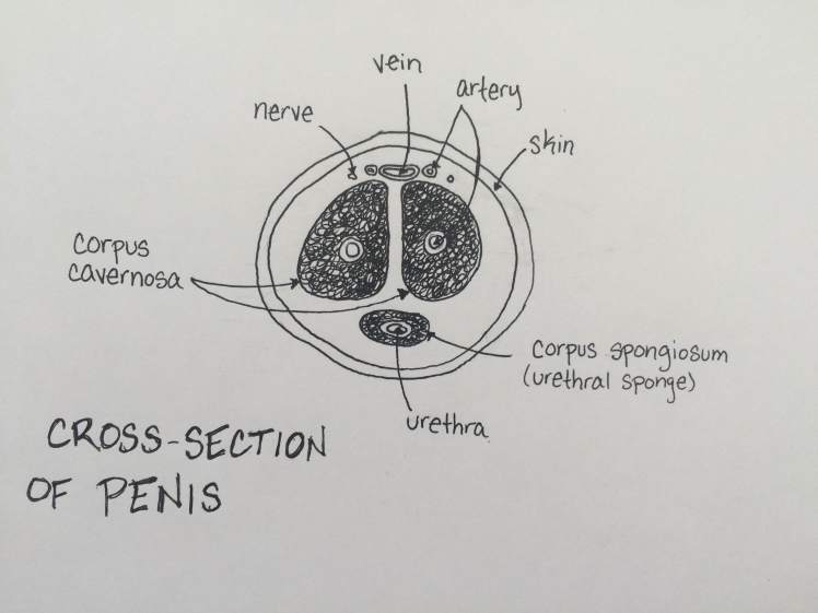 Penis cross section